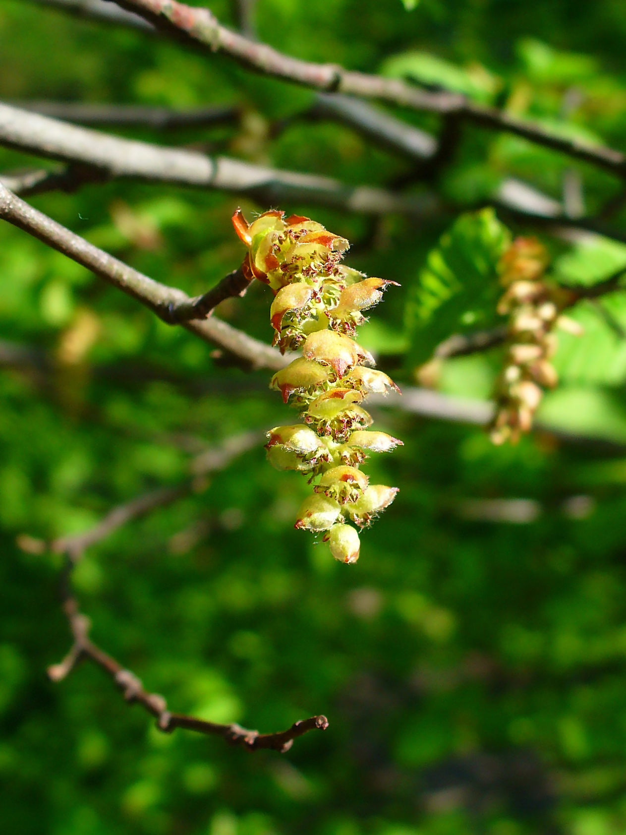 Hainbuche Carpinus betulus Bienenroute